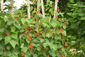 Feuerbohnen im Garten
