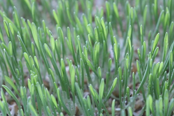 Fototapeta na wymiar barley sprout