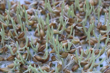 barley sprout