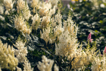 astilba flowers white color blooming