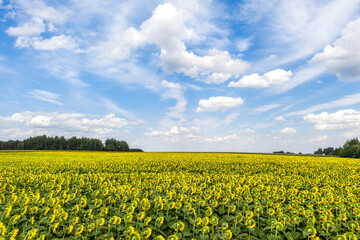 Fototapeta premium Sunflower field with cloudy blue sky, aerial bird-eye view.