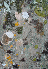 Blotchy patchy lichen and moss patterns growing on an old textured stone