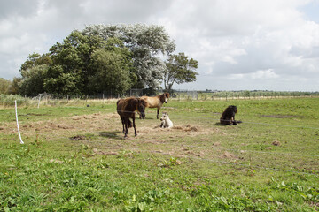 Pasturelandscape. Horses and foal in the meadow in the wind with trees in the background. Summer, August, Netherlands