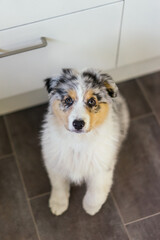 Young Blue Merle Australian Shepherd Dog Puppy