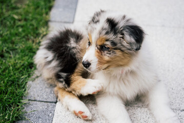 Young Blue Merle Australian Shepherd Dog Puppy