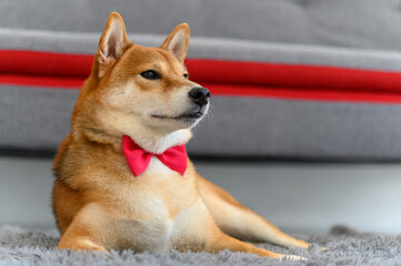 Shiba Inu Japanese dog with tie bowtie red on the carpet near sofa in living room. Pet Lover concept. animal portrait with copy space