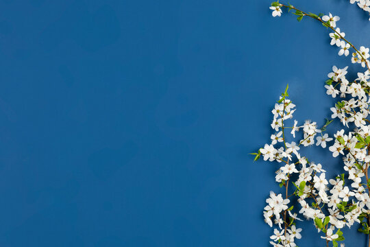 White Flowers On A Colored Table Seen From Above 