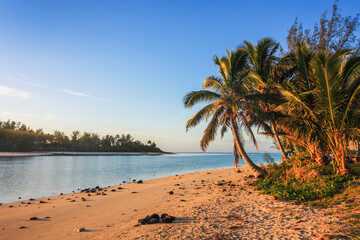 a group of palm trees on a beach near a body of water in cook islands