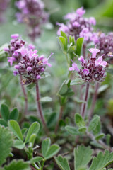 Breckland thyme Thymus serpyllum