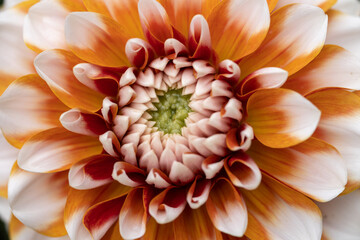 Bright orange dahlia's blooming in the dutch flower garden in summer, close up and macro