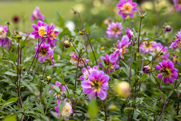 Obraz premium Bright red pink and purple dahlia's blooming in the dutch flower garden in summer, close up and macro