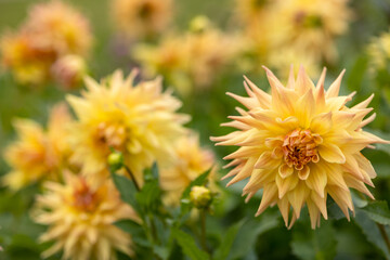 Bright orange dahlia's blooming in the dutch flower garden in summer, close up and macro