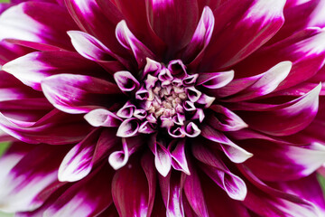 Bright red pink and purple dahlia's blooming in the dutch flower garden in summer, close up and macro