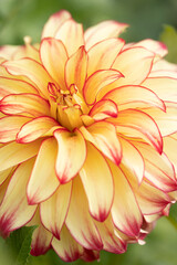 Bright orange dahlia's blooming in the dutch flower garden in summer, close up and macro