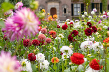 Big variety of different sorts of dahlia's in the dutch colourful summer garden © Daria