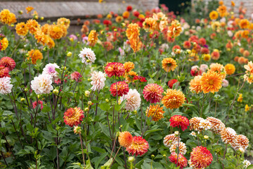 Big variety of different sorts of dahlia's in the dutch colourful summer garden