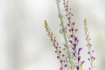 Purple toadflax flower spikes on a plain background