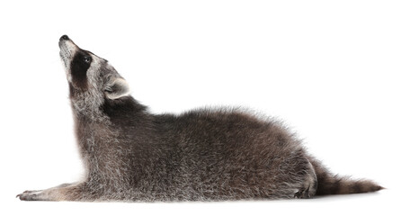 Cute funny common raccoon isolated on white