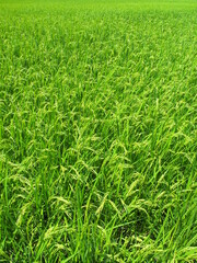 実りの真夏の田圃の稲