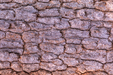 Close up bark wood texture background