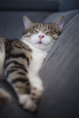 Portrait of a cat sleeping on a grey sofa, selective focus