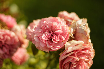 light pink Damask rose rosa damascena