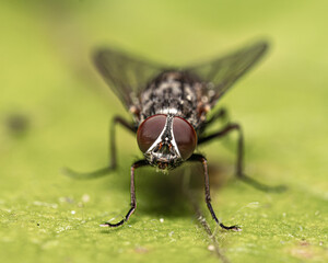 Macro shot of an insect