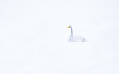 Whooper swan