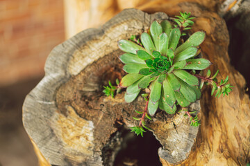 Stone rose succulent decorated in wood. Green succulent wild perennial plant. Sempervivum tectorum or stone rose