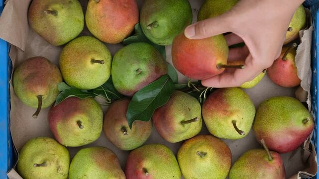A woman taking a ripe pear from a crate
