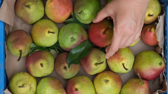 A woman putting a ripe pear into a crate