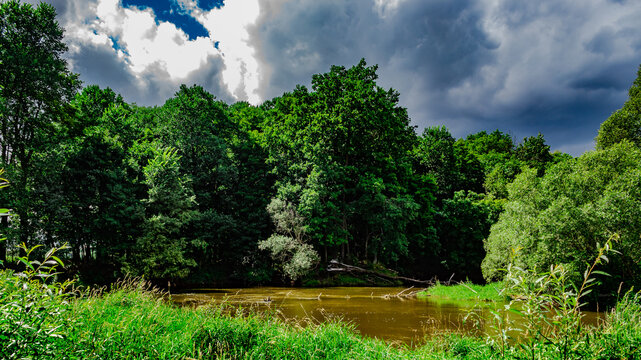 The bend of the river Bobr and the amazing variety of plants