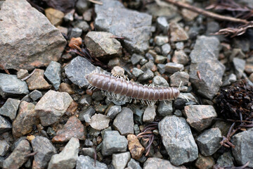 A caterpillar worm on the ground