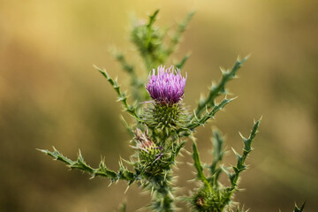 Plumeless thistles Carduus