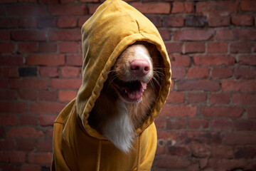 funny dog in a hood on a brick wall. Pet in a yellow sweatshirt. Nova Scotia duck tolling retriever in loft interior. 