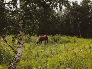 horse in the meadow