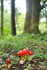 森の小さな家族