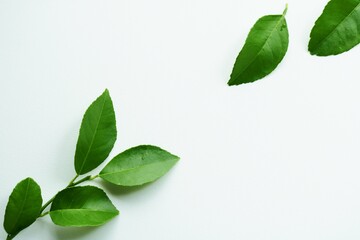 緑の葉　癒し　背景　イメージ