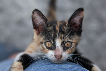 Cute kitten, cute cat. A cat with beautiful eyes and a pet's cheerfulness.