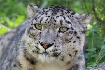 Snow Leopard scientific name Panthera uncia close up