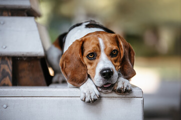 beagle in a bench
