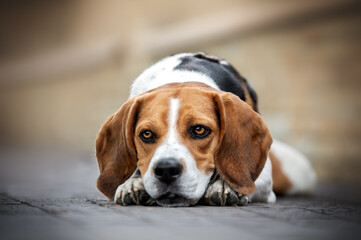 beagle portrait