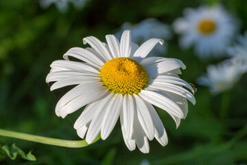 Oxeye daisy flower close-up on a dark background