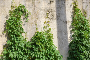 Climbing maiden grapes creeping up the concrete retaining wall