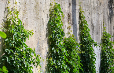 Climbing maiden grapes creeping up the concrete retaining wall