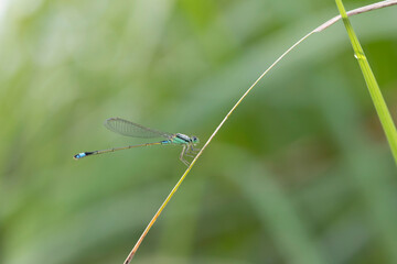 朝露に濡れるアオモンイトトンボ