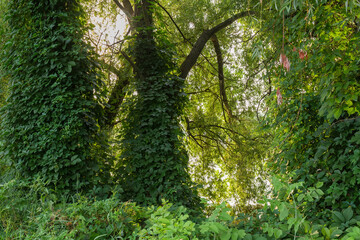 Climbing maiden grapes creeping up the old willows next pond © An-T