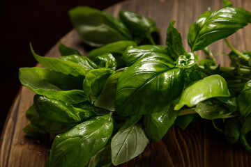 Wet green basil leaves in back light on a dark background on a wooden table