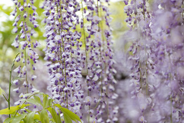 藤の花　埼玉県春日部市　日本