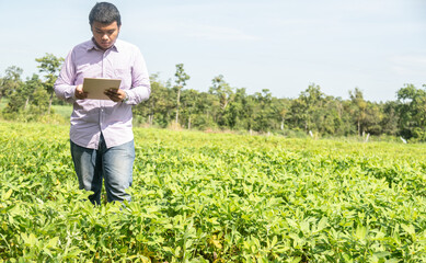 Agronomist inspecting soya bean crops growing in the farm field. Agriculture production concept. young agronomist examines soybean crop on field in summer. Farmer on soybean field